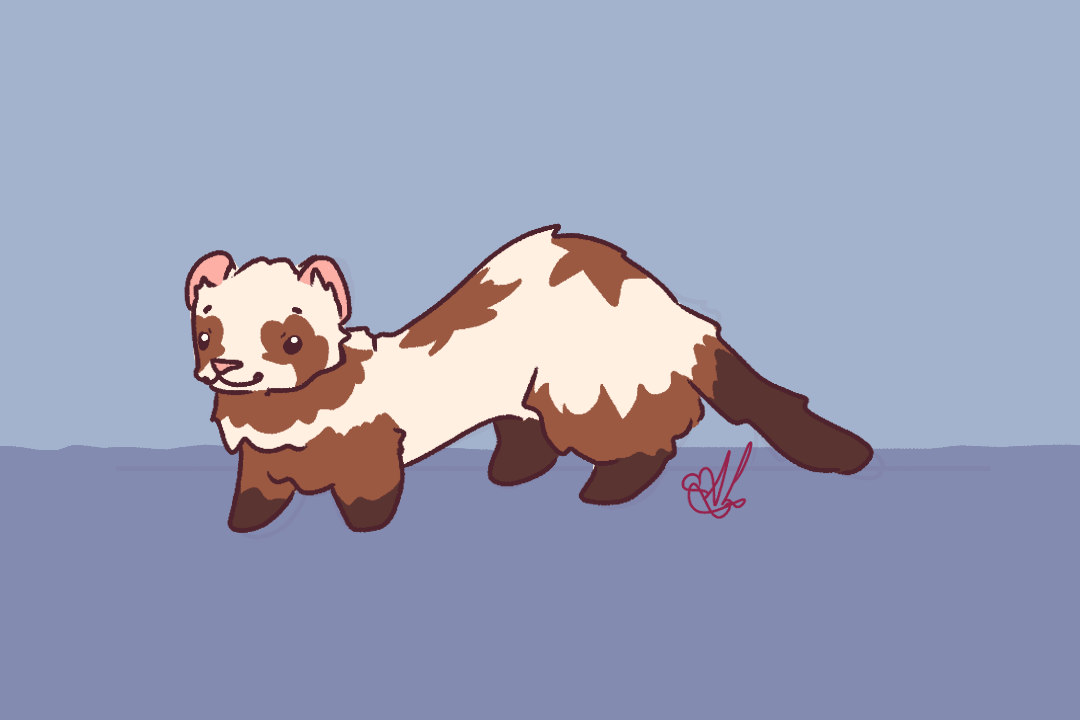ferret dance